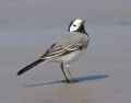Белая трясогузка фото (Motacilla alba) - изображение №1969 onbird.ru.<br>Источник: www.somersetbirder.co.uk